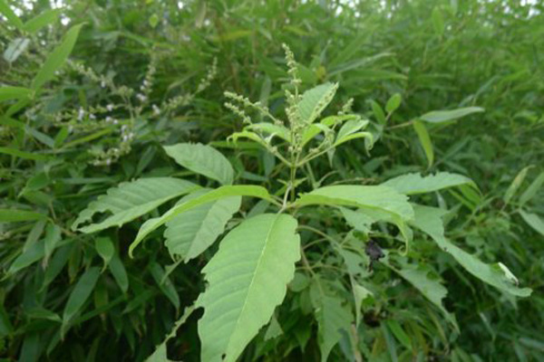 1663554016843398.jpeg 荊條.jpeg