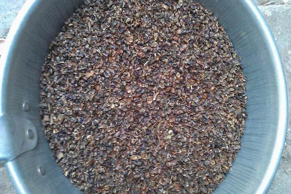 1663555243342597.jpeg 金雞菊種子2.jpeg