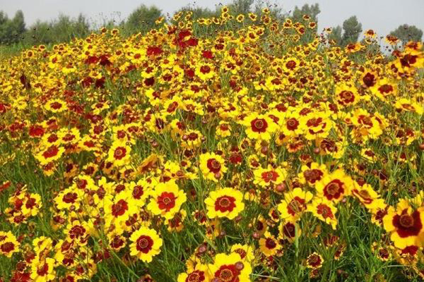 1663555261991517.jpg 金雞菊1.jpg