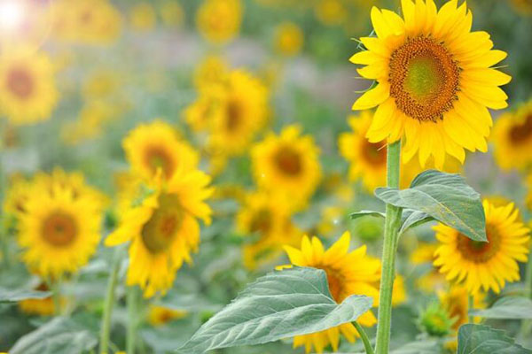 1663659455510964.jpeg 向日葵1.jpeg