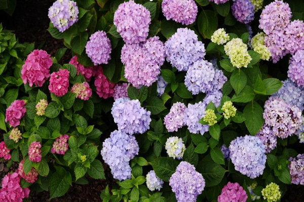 1663659668406463.jpeg 繡球花3.jpeg