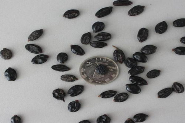 1663662944765328.jpeg 繡球花種子.jpeg