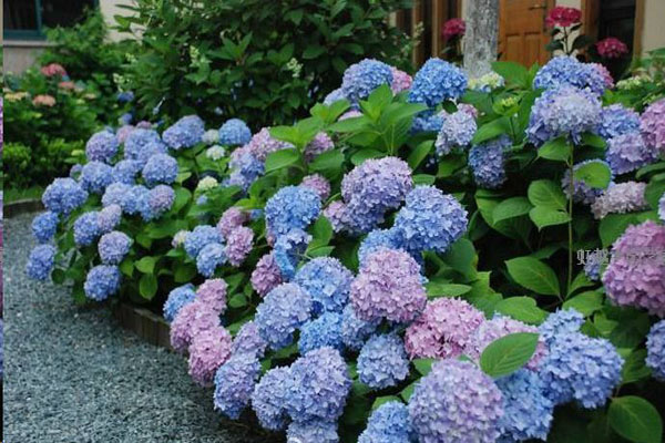 1663662951238947.jpeg 繡球花2.jpeg