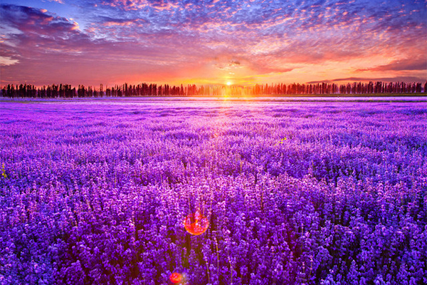 1663663127528322.jpeg 薰衣草2.jpeg