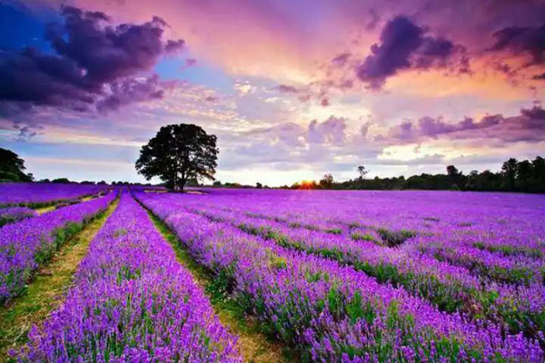 1663663140685298.jpeg 薰衣草3.jpeg