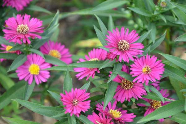 1663663429446684.jpeg 荷蘭菊1.jpeg