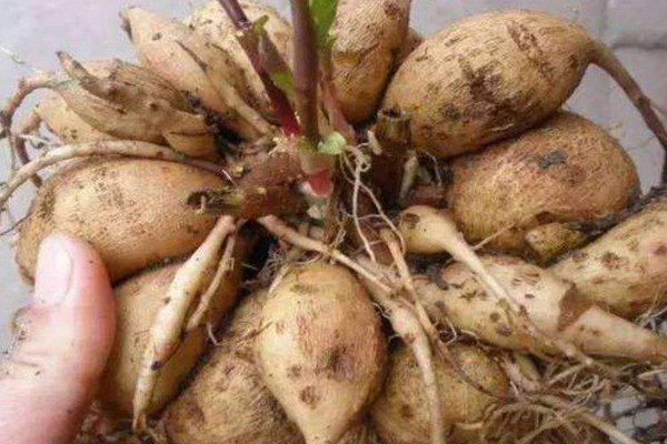 1663666039757774.jpeg 大麗花種球1.jpeg