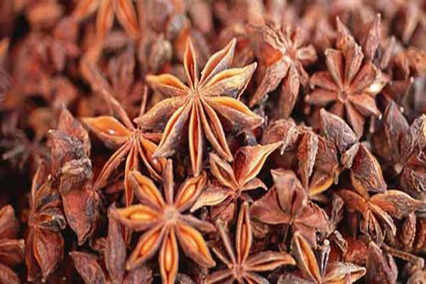 八角茴香種子1.jpeg