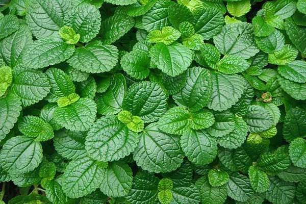 1663667734575431.jpeg 薄荷22.jpeg