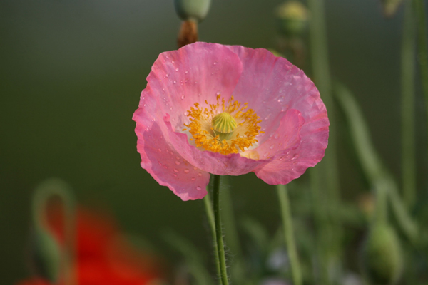 1663681697106740.jpeg 虞美人粉色.jpeg