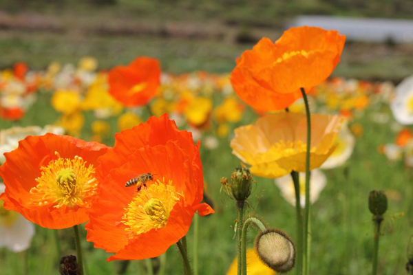 1663681710691661.jpeg 虞美人橙色.jpeg