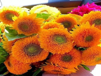 玩具向日葵種子每畝地用多少斤？