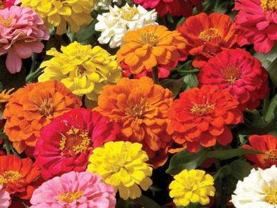 百日草種子什么時(shí)候采？