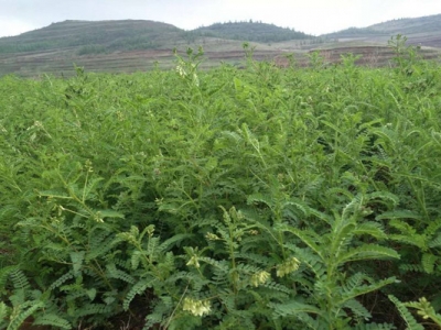 黃芪種子什么時候采收？