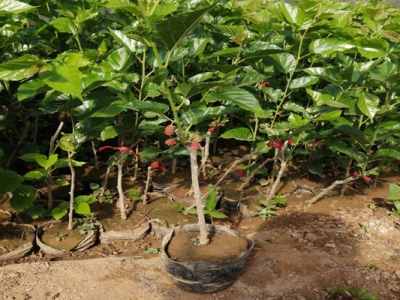 桑樹種子什么時候種植？