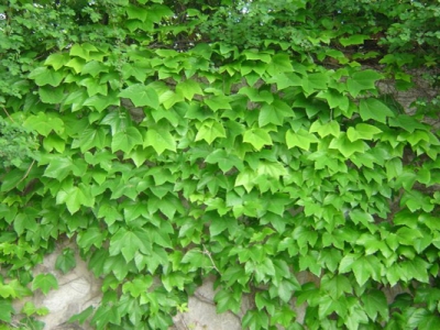 爬山虎種子什么時(shí)候可以種植？