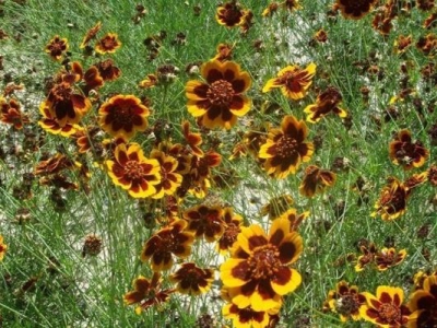 金雞菊種子什么時候采摘？