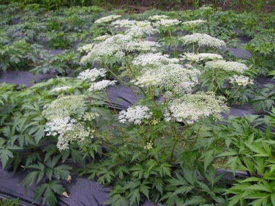 當歸種子什么時候采收？