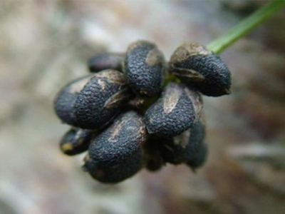 補骨脂種子什么時候種植最好？