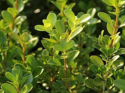 瓜子黃楊種子什么時候采收？