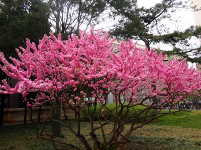 榆葉梅種子什么時候采收？