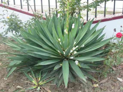 劍麻花期是幾月份？