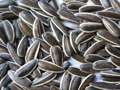 向日葵種子一般幾天發(fā)芽？