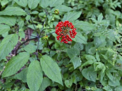 人參種子播種之后幾天能發(fā)芽？