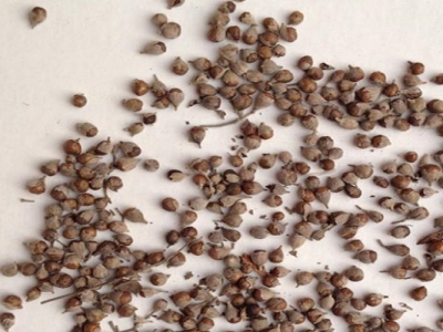 荊條種子種下幾天發(fā)芽？