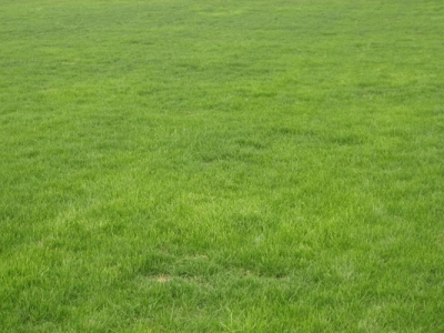 高羊茅種子幾天發(fā)芽？