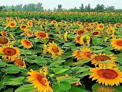 矮向日葵種子幾天發(fā)芽？