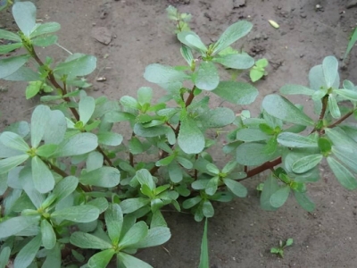 馬齒莧種子幾天能發(fā)芽？