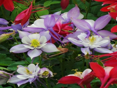 耬斗菜種子幾天后發(fā)芽？