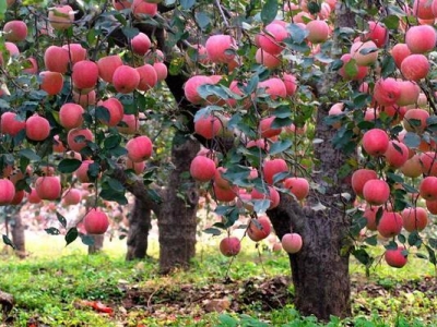 蘋果種子一般幾天發(fā)芽？