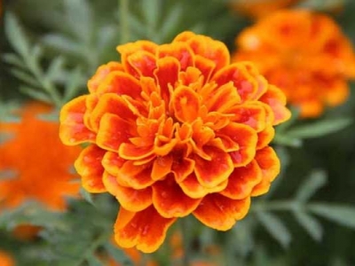 萬(wàn)壽菊種子幾天發(fā)芽？