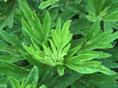 艾草種子幾天出芽？