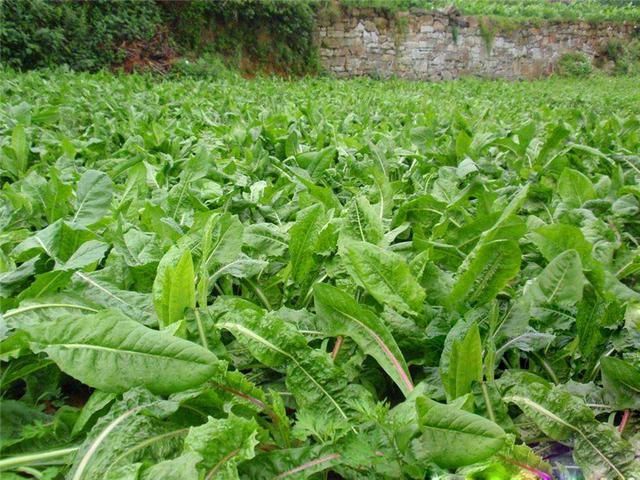 菊苣的主要價(jià)值及種植技術(shù)介紹