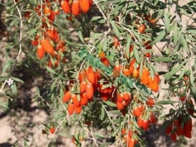 枸杞種子什么時候種