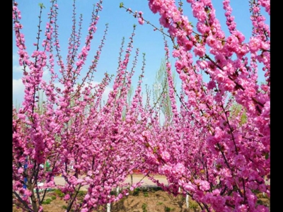 榆葉梅種子怎么處理