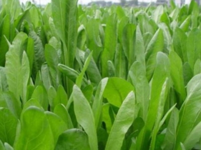 菊苣種子什么時(shí)候播種