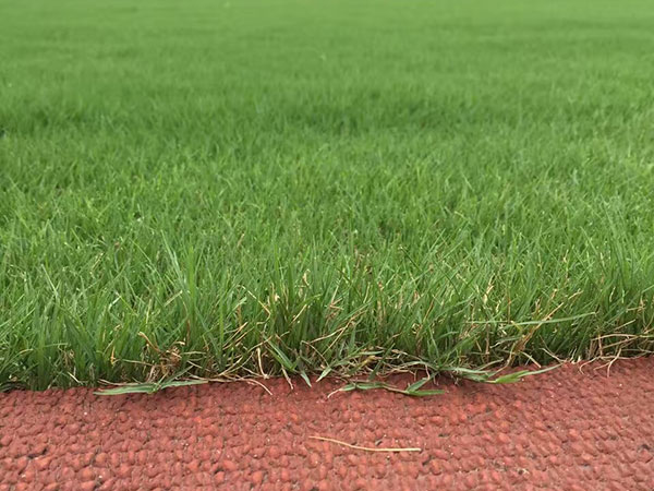 狗牙根草坪球場綠化效果 狗牙根草坪球場綠化效果