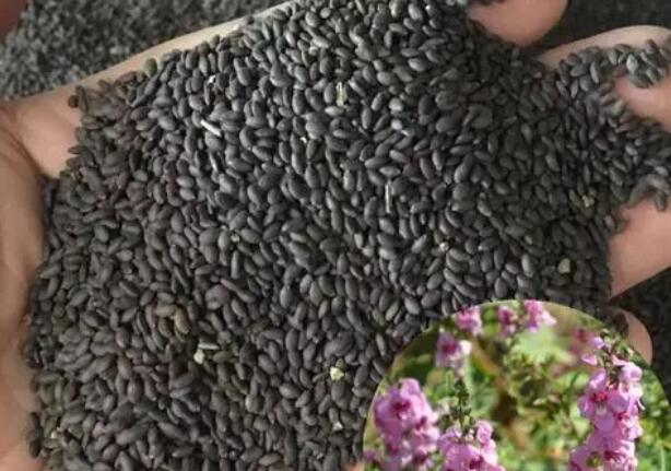 1671119476972231.jpg 5.jpg