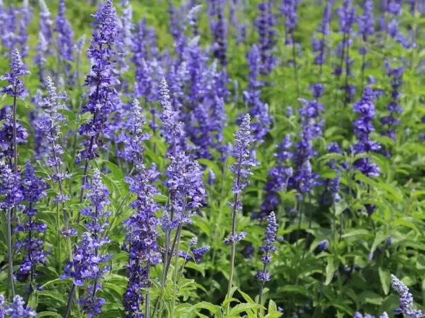 1671119503244293.jpg 5++.jpg