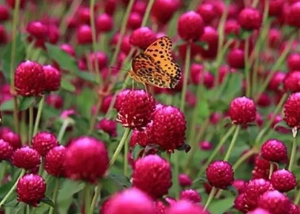 1671200680177497.jpg 1+.jpg