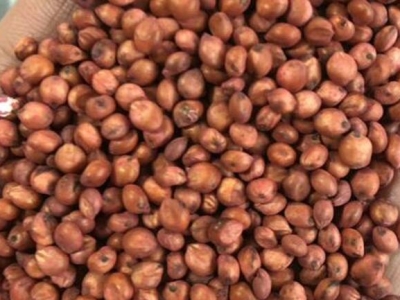 甜高粱種子什么時候播種