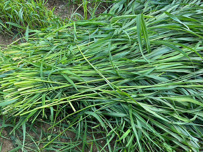 鵝喜歡吃的青草牧草養(yǎng)鵝喂鵝的草