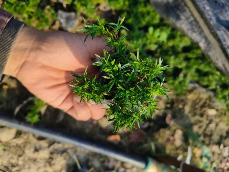 福祿考盆栽小苗 福祿考盆栽小苗