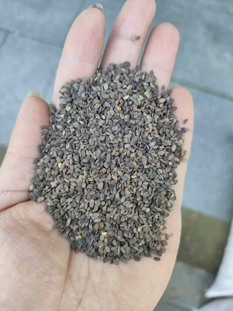 福祿考種子 福祿考種子