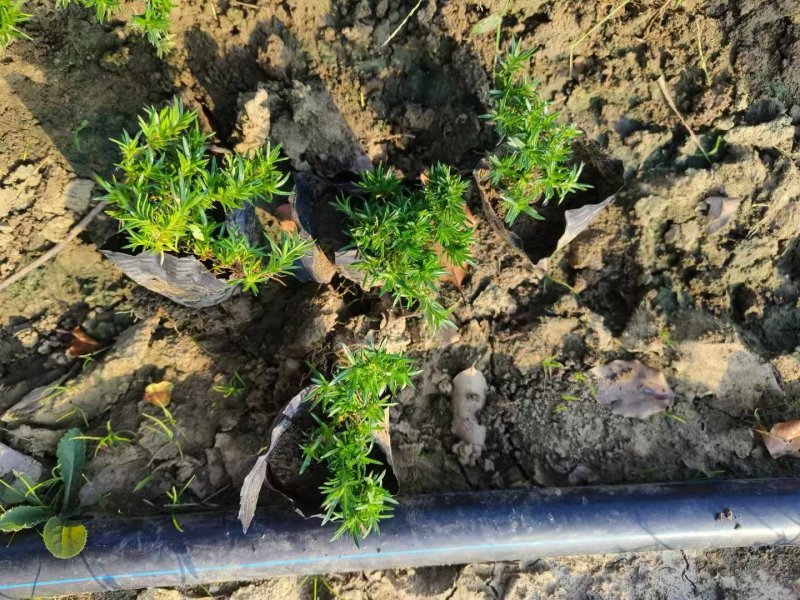 福祿考盆栽小苗 福祿考盆栽小苗