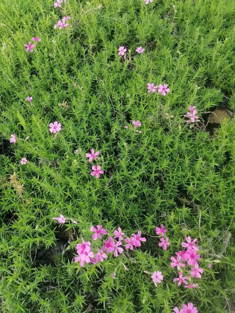 福祿考盆栽小苗 福祿考盆栽小苗